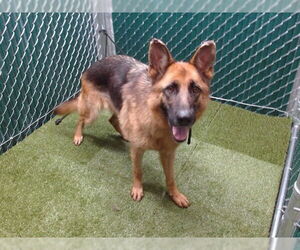 Medium German Shepherd Dog