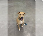 Small #6 Labrador Retriever Mix
