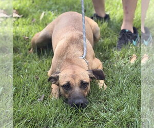 EMERSON - Female Mutt Dog for Adoption - Photo #3