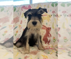 Schnauzer (Miniature) Puppy for sale in PUNTA GORDA, FL, USA