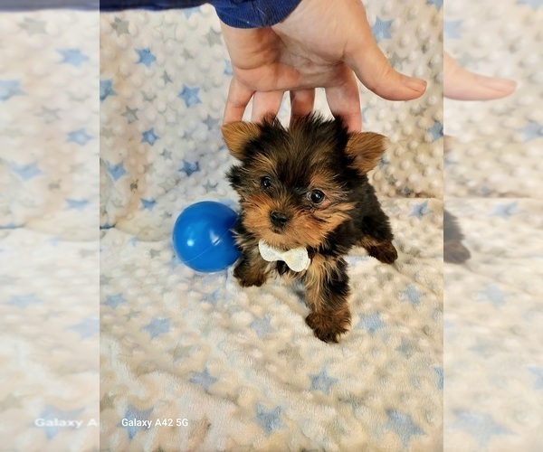 Medium Photo #3 Yorkshire Terrier Puppy For Sale in BELDING, MI, USA