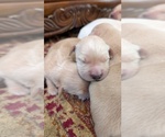 Small #11 English Cream Golden Retriever