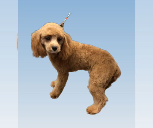 Medium Photo #1 Cavalier King Charles Spaniel-Unknown Mix Puppy For Sale in Lincolnwood, IL, USA