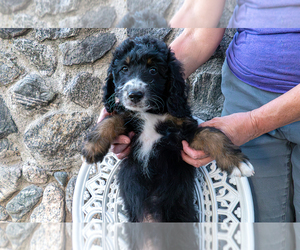 Bernedoodle (Miniature) Puppy for sale in ROY, UT, USA