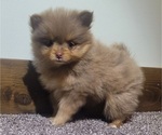 Small #1 Pomeranian
