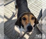 Small English Foxhound Mix