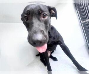 Labrador Retriever-Unknown Mix Dogs for adoption in Houston, TX, USA