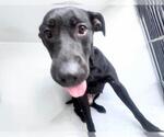 Small Labrador Retriever Mix