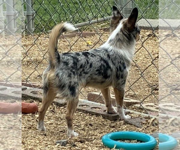 Medium Photo #4 Chihuahua Puppy For Sale in NEWVILLE, PA, USA