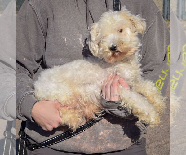 Medium Photo #2 Mutt Puppy For Sale in Huntley, IL, USA