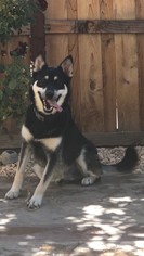 German Shepherd Dog-Siberian Husky Mix Dogs for adoption in TRACY, CA, USA