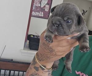 French Bulldog Puppy for sale in GLEN BURNIE, MD, USA