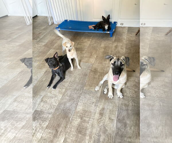 Medium Photo #4 Staffordshire Bull Terrier-Unknown Mix Puppy For Sale in San Diego, CA, USA