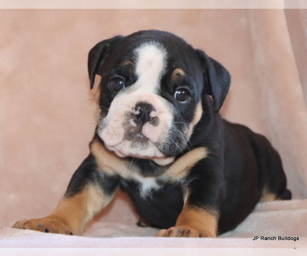 Medium Photo #11 Bulldog Puppy For Sale in WINNSBORO, TX, USA