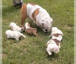 Small #5 English Bulldog