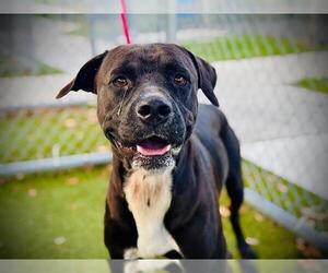 Boxador Dogs for adoption in Orlando, FL, USA