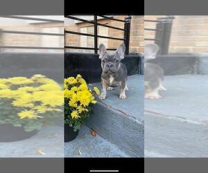 French Bulldog Puppy for sale in BROOKLYN, NY, USA