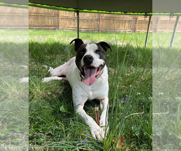 Medium Photo #14 Pointer-Unknown Mix Puppy For Sale in Elmsford, NY, USA