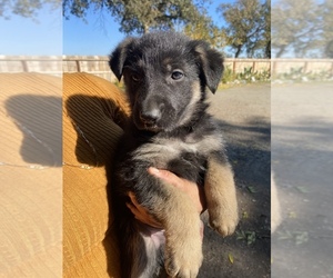 German Shepherd Dog Puppy for sale in STOCKTON, CA, USA