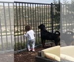 Small #6 Rottweiler