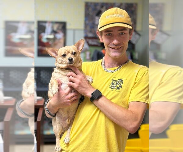 Medium Photo #1 Chihuahua Puppy For Sale in Staley, NC, USA