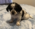 Puppy Biscuit Schweenie