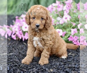Goldendoodle (Miniature) Puppy for sale in GORDONVILLE, PA, USA