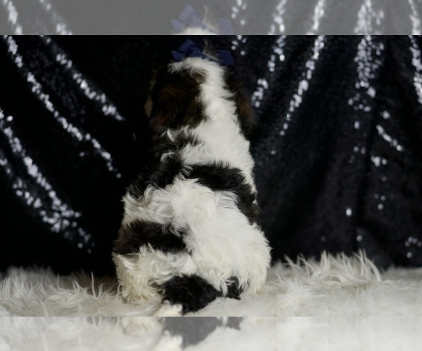 Medium Photo #53 Cavapoo Puppy For Sale in WARSAW, IN, USA