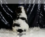 Small Photo #53 Cavapoo Puppy For Sale in WARSAW, IN, USA