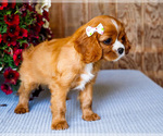 Small #6 Cavalier King Charles Spaniel