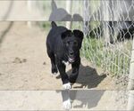 Small #16 Australian Shepherd Mix