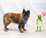 Small #1 German Shepherd Dog Mix