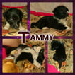 Small Photo #2 Border Collie-Pembroke Welsh Corgi Mix Puppy For Sale in ORCHARD, CO, USA