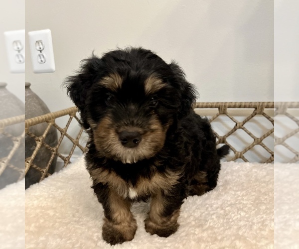 Medium Photo #4 Australian Mountain Dog Puppy For Sale in CULPEPER, VA, USA