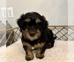 Small #3 Australian Mountain Dog
