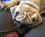 Small #1 Boerboel