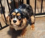 Small Photo #21 Cavalier King Charles Spaniel Puppy For Sale in BOONVILLE, NY, USA