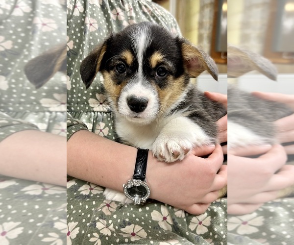 Medium Photo #23 Pembroke Welsh Corgi Puppy For Sale in ROCK VALLEY, IA, USA
