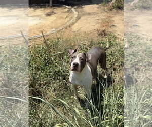 American Staffordshire Terrier-Unknown Mix Dogs for adoption in Jackson, MS, USA