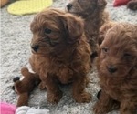 Small Photo #5 Maltipoo Puppy For Sale in ATLANTA, GA, USA