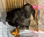 Small #31 Bluetick Coonhound Mix