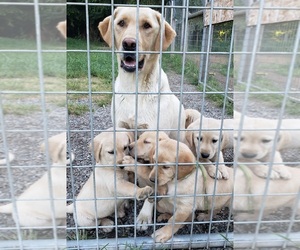 Labrador Retriever Litter for sale in OLYMPIA, WA, USA