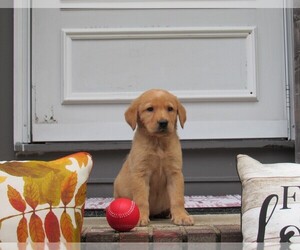 Labrador Retriever Puppy for sale in ANNISTON, AL, USA