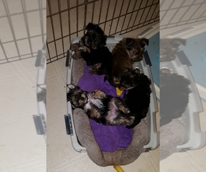 Morkie Puppy for sale in CHICKASHA, OK, USA