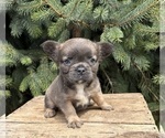 Small #3 French Bulldog