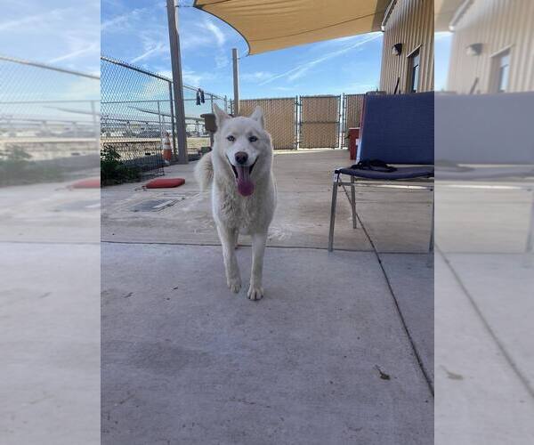 Medium Photo #1 Siberian Husky-Unknown Mix Puppy For Sale in Calgary, Alberta, Canada
