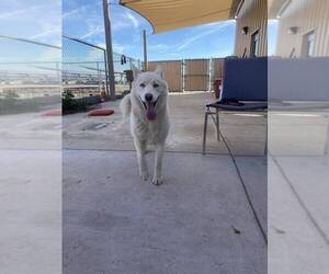 Siberian Husky-Unknown Mix Dogs for adoption in Calgary, Alberta, Canada