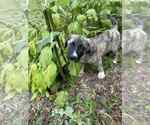 Small Labrador Retriever Mix