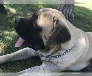 Father of the Mastiff puppies born on 03/11/2019