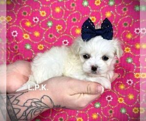 Maltese Puppy for sale in WINNSBORO, LA, USA